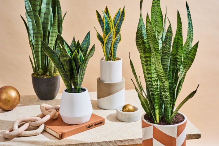 AT-Snake-Plants-lead-877011942.jpg