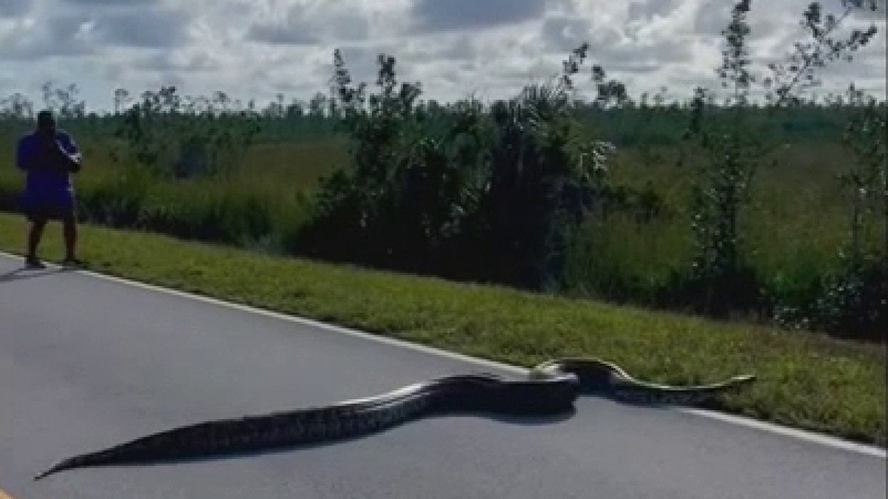 Massive-Burmese-python-slithers-across-road-in-Florida-Everglades-1.jpg