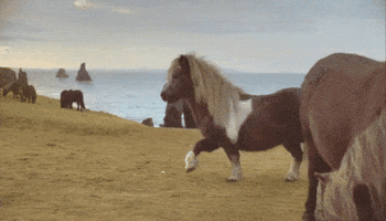 Horse Bee GIF Horse Bee GIF