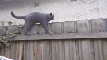 fence GIF fence GIF